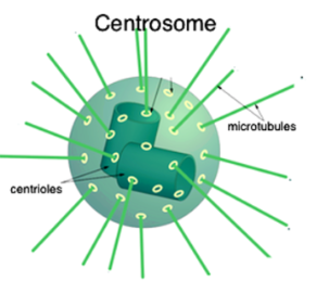 It assembles around the chromosomes and distributes the duplicated genome to the daughter cells during mitosis.