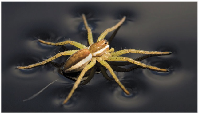 <p>how difficult it is to stretch or break the liquid’s surface </p>