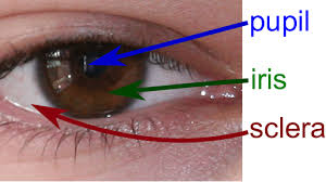<p>The <strong><em><em></em></strong></em>__ is the structure that protects the eye and maintains its shape.</p>