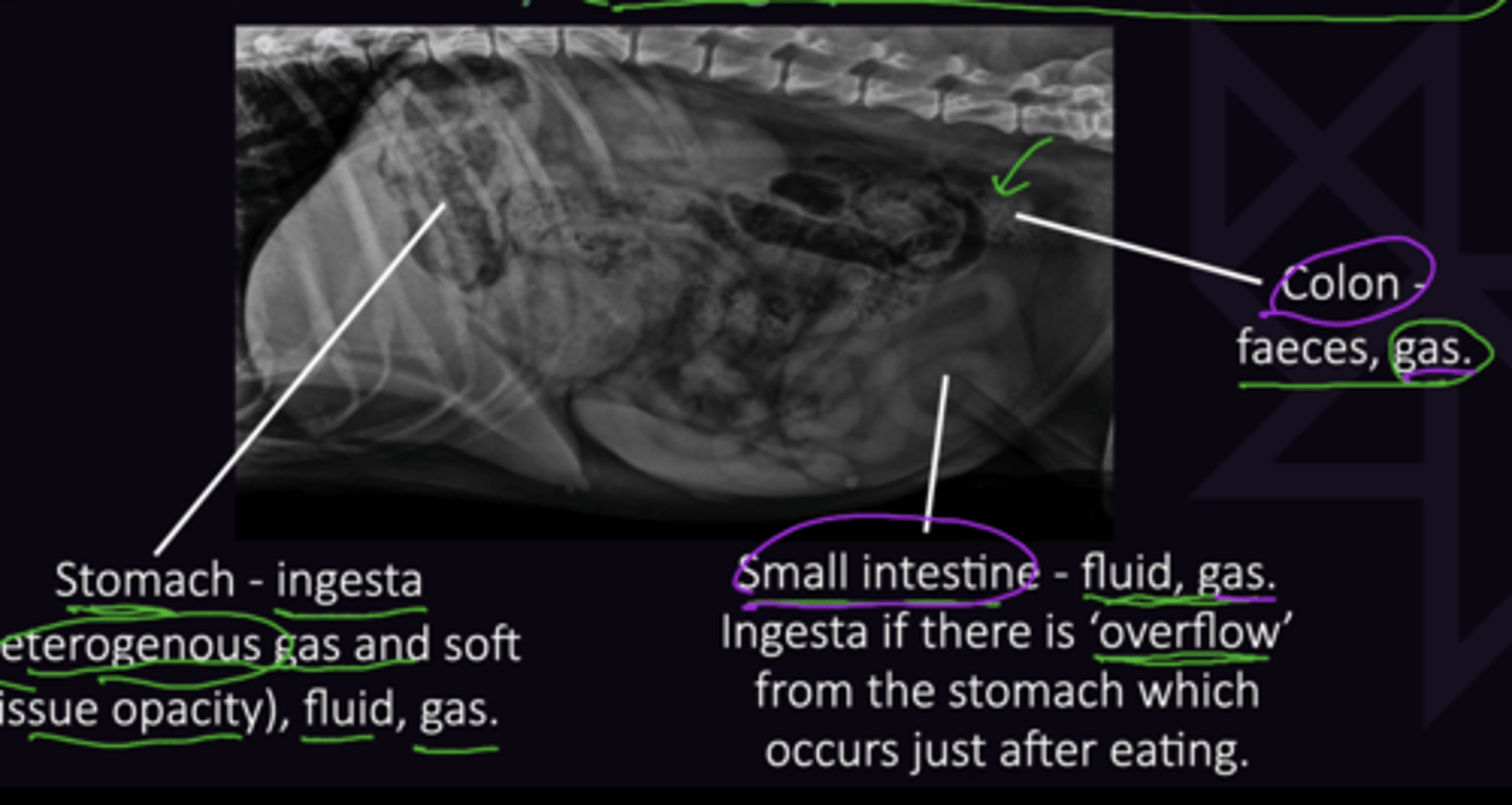<p>1. Ingesta (Heterogenous gas + soft tissue opacity) fluid, gas</p><p>2. Fluid, gas (Ingesti if there is "overflow" just after eating)</p><p>3. Faeces, Gas</p>