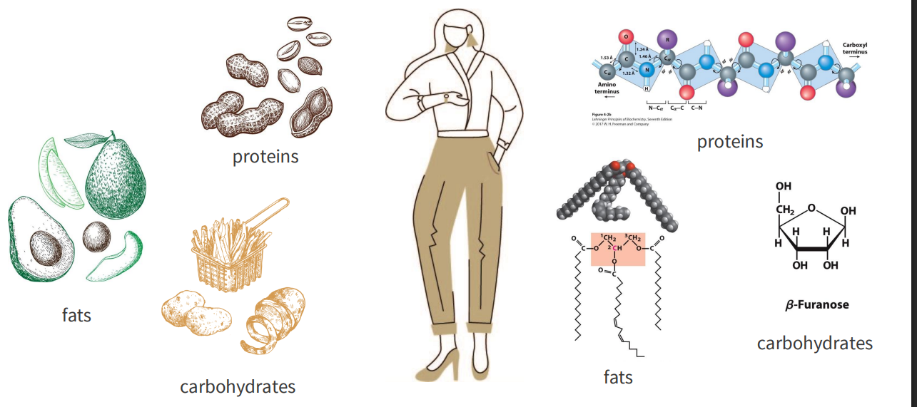 <p>We are made from the foods we eat</p>
