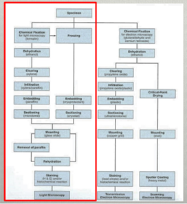 1) Fixation

2) Dehydration

3) Clearing

4) Infiltration

5) Embedding

6) Sectioning

7) Mounting

8) Rehydration

9) Staining