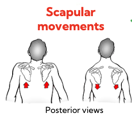 <p>scapular movements</p>