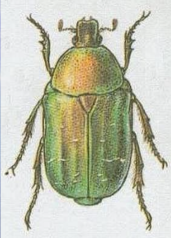 term image