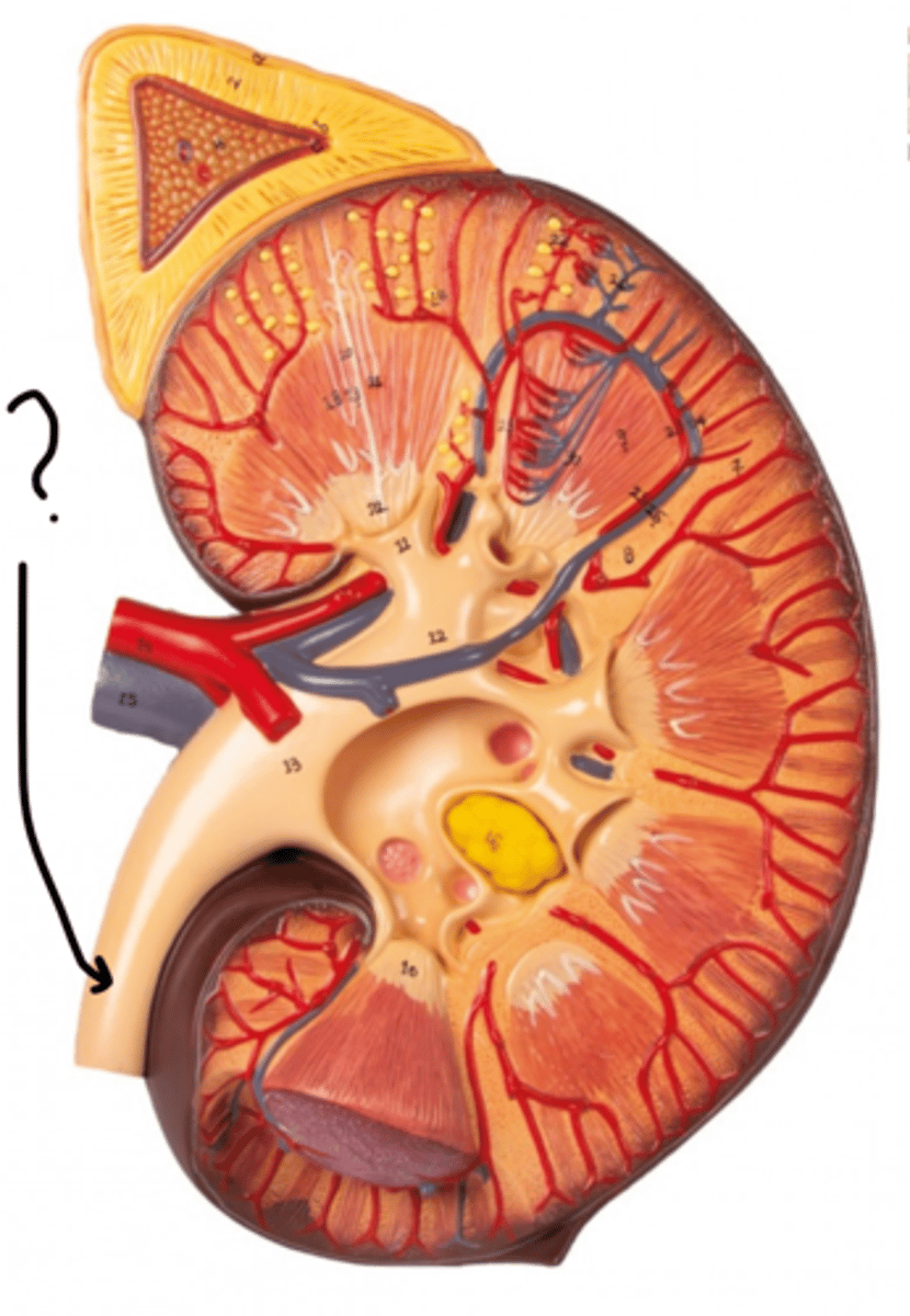 <p>Name this tube.</p>