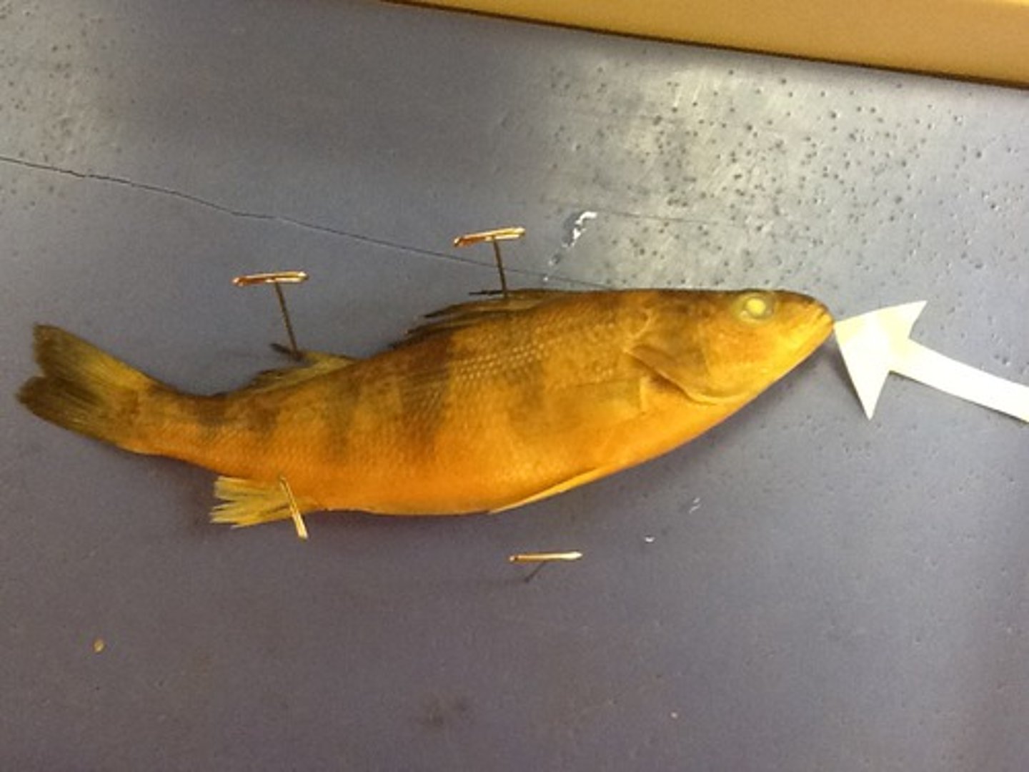 <p>Bottom portion of the jaw</p>