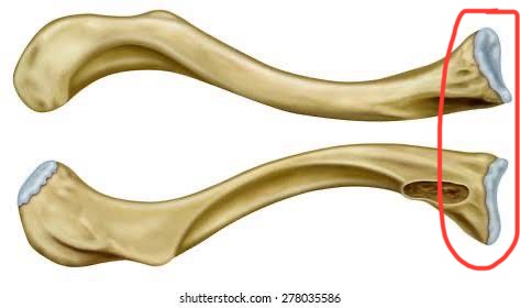 <p>clavicle, medial end</p>
