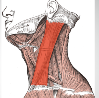 <p>red muscle</p>