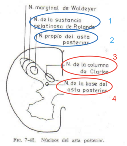 <p>Conjunto de fibras nerviosas que transmiten sensibilidad y propiocepción hacia centros superiores</p><ul><li><p><u>Localiza anterior, lateral o posterior (depende de qué sensibilidad)</u></p></li><li><p>Las más usadas (sus axones recorren el cordon)</p><ul><li><p>Sustancia gelatinosa de Rolando</p><ul><li><p>Segunda neurona de sensibilidad térmica y dolorosa</p></li></ul></li><li><p>Núcleo propio del asta posterior</p><ul><li><p>Segunda neurona de sensibilidad protopática</p></li></ul></li></ul><p>Sensibilidad profunda e inconsciente (no suben hasta cerebro)</p><ul><li><p>Columna de Clarke</p><ul><li><p>Sensibilidad profunda inconsciente</p></li></ul></li><li><p>Base del asta posterior</p></li></ul></li></ul><p></p><p>Laterales→sensibilidades</p><p>Posterior y anterior (motor)→vías descendentes</p>