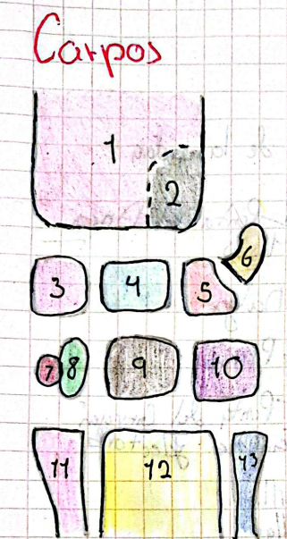 <ol><li><p> Radio</p></li><li><p>Ulna</p></li><li><p>Radial del Carpo</p></li><li><p> Intermedio del Carpo</p></li><li><p>Ulnar del Carpo</p></li><li><p>Accesorio</p></li><li><p>Primer Cuerpo del Carpo</p></li><li><p>Segundo Cuerpo del Carpo</p></li><li><p>Tercer Cuerpo del Carpo</p></li><li><p>Cuarto Cuerpo del Carpo</p></li><li><p>Segundo Hueso Metacarpiano.</p></li><li><p>Tercer Hueso Metacarpiano</p></li><li><p>Cuarto Hueso Metacarpiano</p></li></ol><p></p>