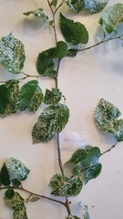 Ulmus minor