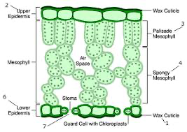 <ul><li><p>single layer of closely packed cells covering the surface of plants </p></li><li><p>covered in waxy, waterproof cuticle to reduce water loss</p></li><li><p>stomata formed by guard cells are present in this tissue, allows Co2 in and water vapour &amp; oxygen out</p></li></ul><p></p>