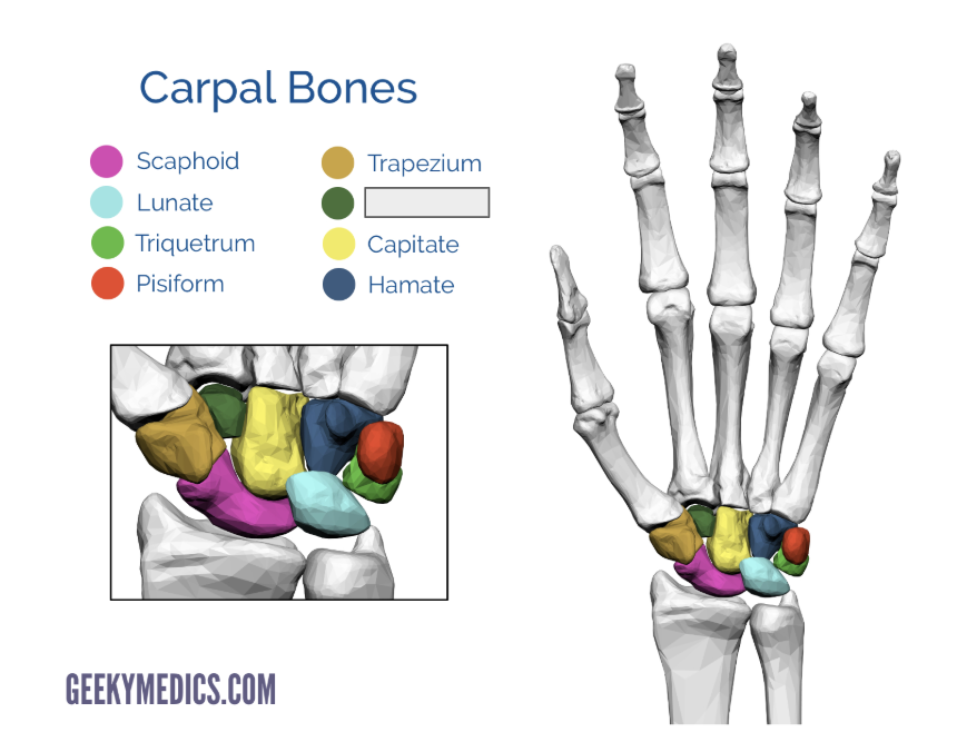 <p>Name the covered bone</p>