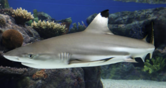 <p>(L10) sharks…</p><p>slimy scaled skin, notochord and cartilage skeleton, movable jaw and teeth, 2 chambered heart, <strong>5 pair gill slits</strong>, internal fertilization and <strong>oviparous</strong>, brain with small cerebrum, poikilotherm</p>