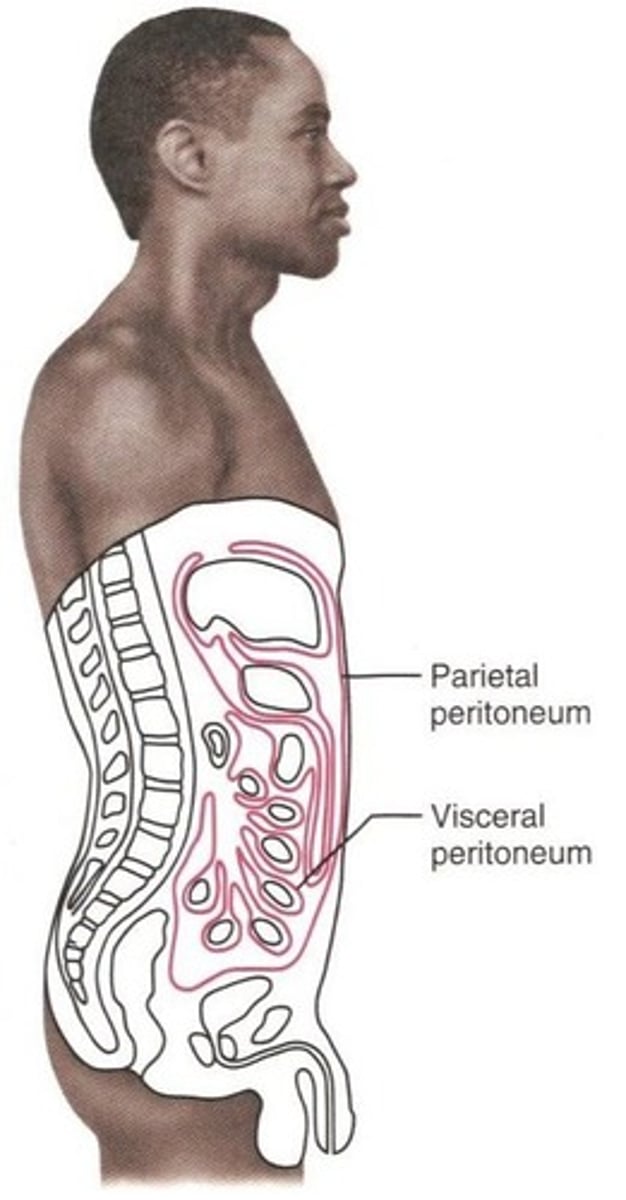 <p>Serous membrane of the abdominal cavity</p>