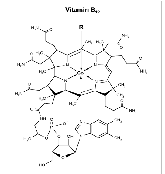 <p>Abbrev: Coenzyme B12</p><p class="has-focus">Group Transfer: H atoms &amp; alkyl groups </p><p class="has-focus">Vitamin: B12 (Cobalamin)</p>