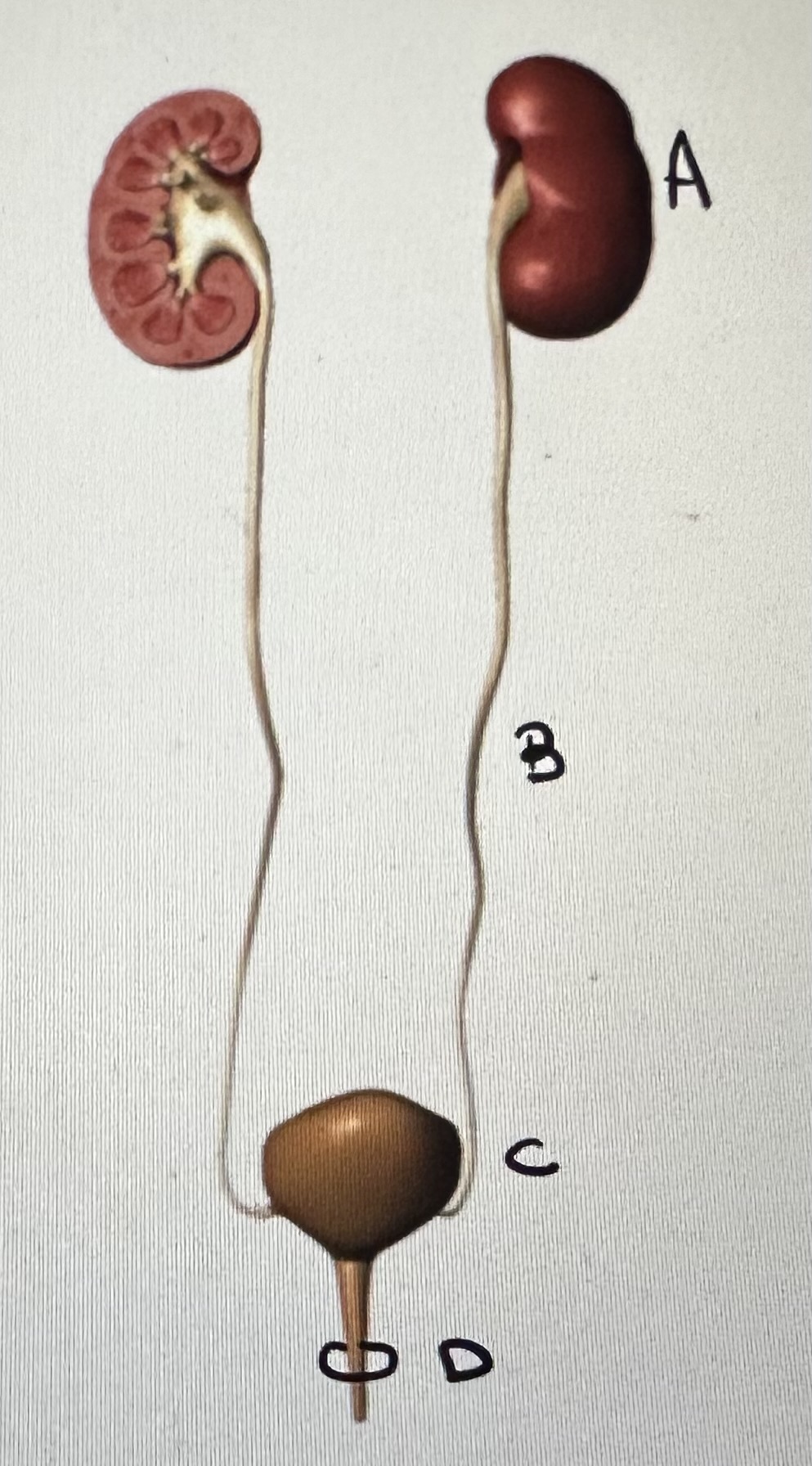 <p>What’s is C?</p>