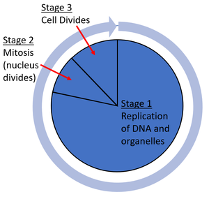 <ol><li><p>cell grows and makes more mitochondria and ribosomes, DNA replicates </p></li><li><p>one set of chromosomes moves to each end of cell, nucleus divides (mitosis)</p></li><li><p>cytoplasm and cell membrane divides to form two genetically identical cells </p></li></ol>
