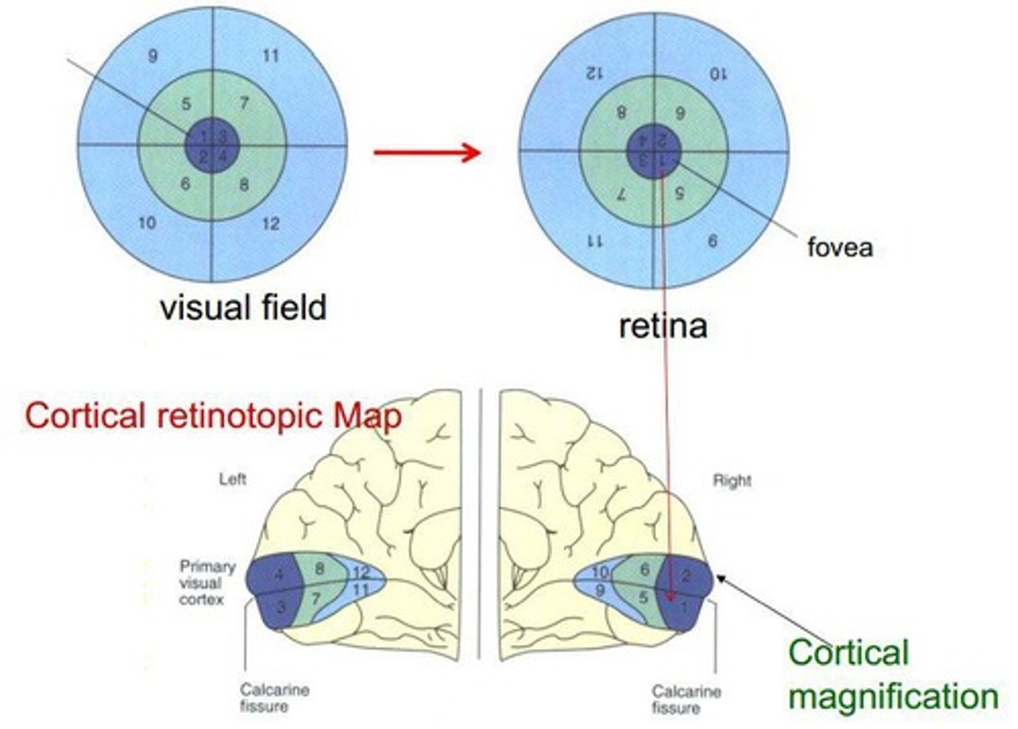 <p>2D mapping of retina to LGN and V1.</p>