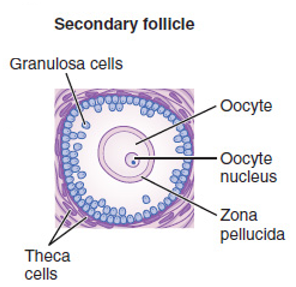 <p><mark data-color="yellow">Female reproductive cycle: follicle maturation</mark></p><p>Can you label, describe and explain what this diagram is/shows?</p>
