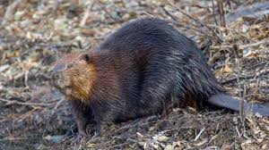 <p>Castor canadensis</p>