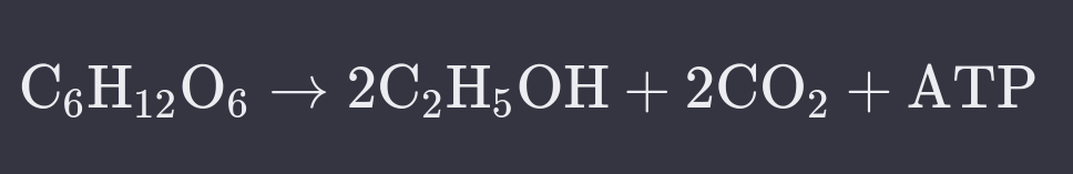 <ul><li><p>Glucose from food is converted to carbon dioxide, ethanol (alcohol), and ATP (energy).</p></li><li><p>Examples:</p><ul><li><p>Bread making.</p></li><li><p>Beer brewing.</p></li><li><p>Wine.</p></li></ul></li><li><p>Employed by plants and yeasts with no oxygen.</p></li><li><p>Yeast employs alcohol fermentation solely as it is prokaryotic with no mitochondria.</p></li></ul>