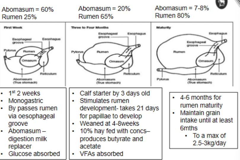 <p>rumen grows in size  and abomasum shrinks</p>