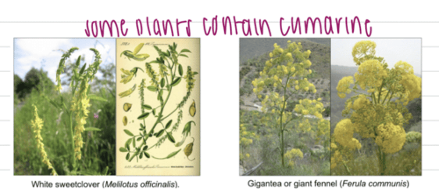 <p>a toxin found in plants that can cause hemorrhage</p>