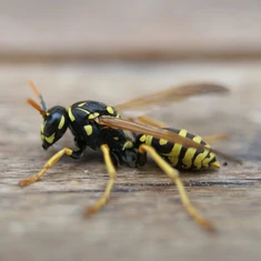 <p>hornet/paper/yellowjackets</p>