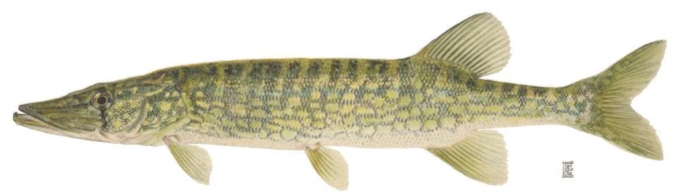 <p><strong>Esox niger</strong></p>