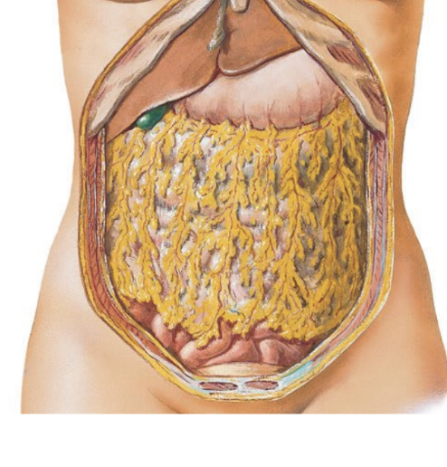 <p>special peritoneal membranes</p><ul><li><p>isolate organs</p></li><li><p>protect organs</p></li><li><p>support organs and blood vessels</p></li><li><p>attach organs to the body wall</p></li><li><p>store fat</p></li></ul><p></p>