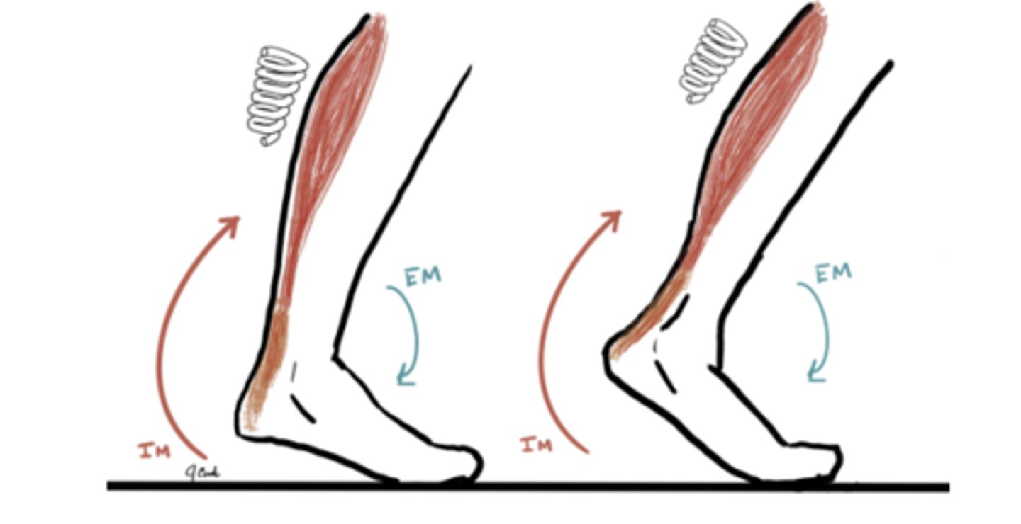 <p>IM: Plantarflexion (Gastroc and soleus)</p><p>EM: Dorsiflexion</p><p>IM&gt;EM (concentric)</p><p>Angle = 10° Dorsiflexion</p><p>Propulsion</p>