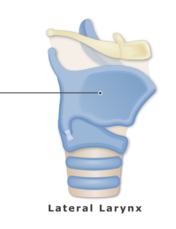 <p>The <strong><em><em></em></strong></em>__ cartilage forms part of the larynx and is commonly referred to by its prominence in the neck.</p>