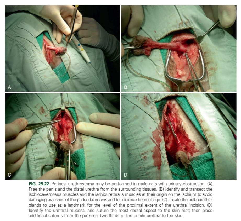 <ol><li><p>Penis and distal urethra are freed from surrounding tissues</p></li><li><p>Transect <strong>m. ischiocavernosus</strong> and <strong>m. ischiourethralis</strong> near their origin on the ischium to avoid damaging the <strong>n. pudendalis</strong> branches</p></li><li><p>Urethra transected proximal to penile portion near <strong>bulbourethral glands</strong></p></li><li><p>Pelvic urethra sutured to perineal skin from dorsal aspect</p></li></ol><p></p>