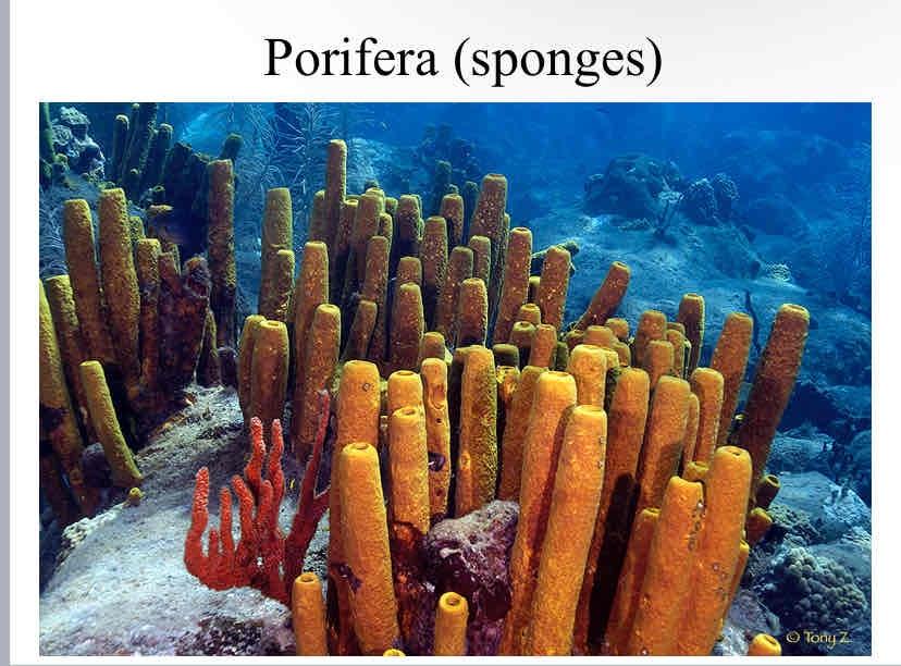<p>Porifera (main features</p>