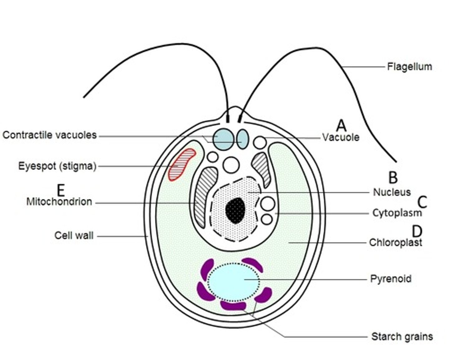 <p>Where in this cell would transcription occur?</p>