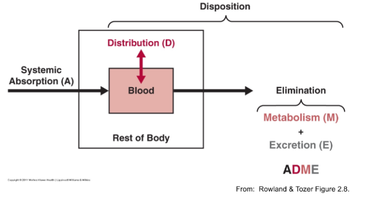 <p><strong>A</strong>bsorption <strong>D</strong>istribution <strong>M</strong>etabolism <strong>E</strong>xcretion</p>