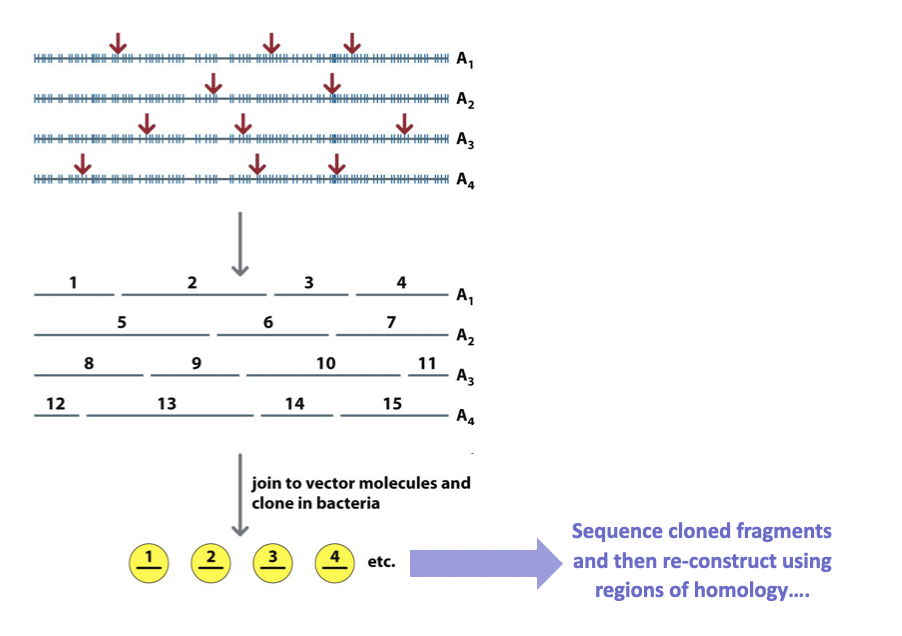 <p>reordering smaller fragments</p>