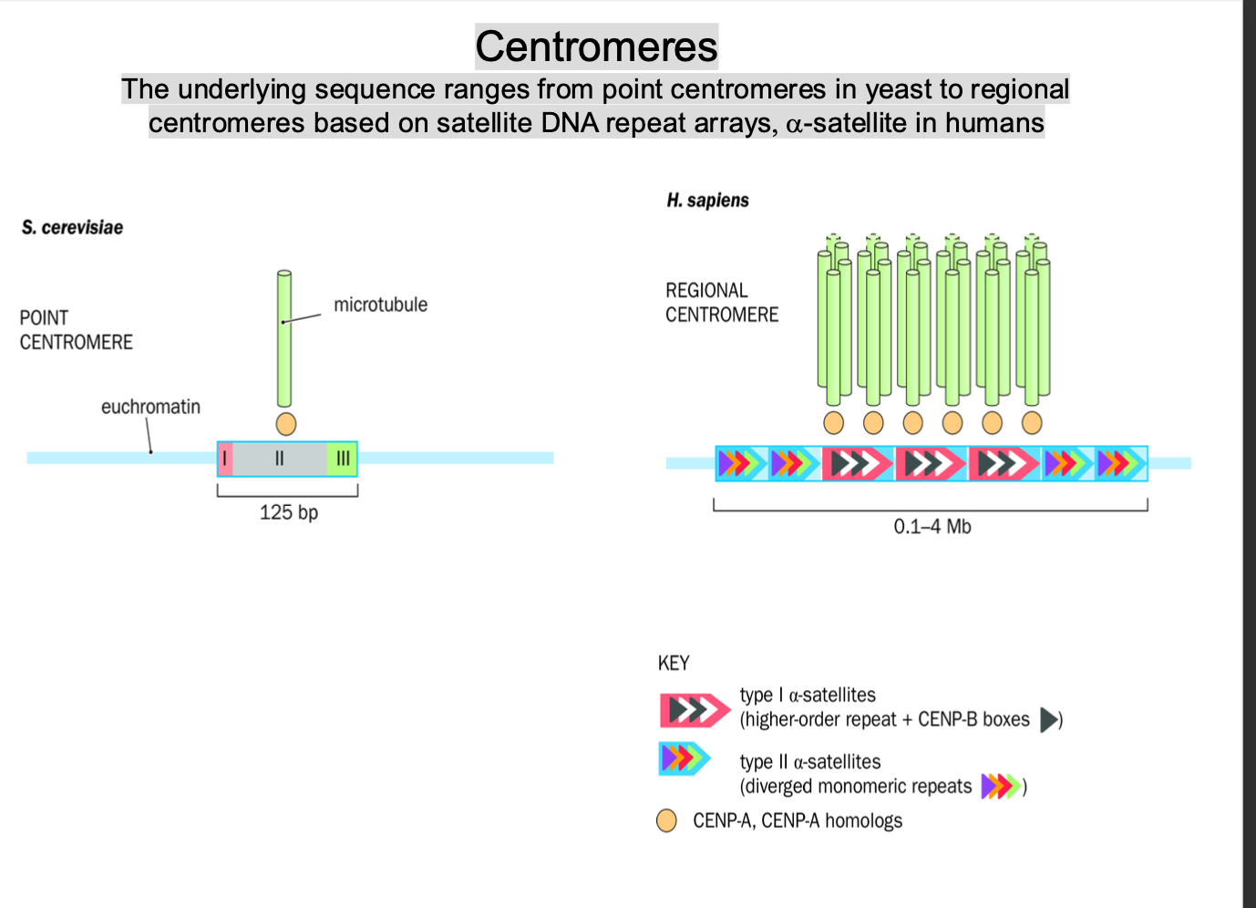 <p>POINT / REGIONAL</p><p>SMALL + DEFINED / LARGE + REPETITIVE - RELY ON KINETOCHORES </p><p><strong>centromere - region of DNA on the chromosomes - acts as POINT of attachment for the kinetochore </strong></p><p></p><p></p><p>-Crucial during cell division</p><p>ensure correct segregation of chromosomes into daughter cells </p><p></p><p>ranges point - regional - </p><p></p><p><strong>Point </strong>centromeres:<br>Yeast - least complex</p><p><strong>-very short, small, well defined dna</strong> </p><p>-Specific - dont involve large repetitive DNA </p><p>Centromere sequence - essential for attachment of spindle to microtubules + correct chromosome segregation </p><p></p><p></p><p><strong>Regional </strong>centromeres:<br>Higher eukaryotes</p><p>-More complex </p><p>Large + repetitive regions of sequences of DNA </p><p>Long arrays of repetitive dna sequences - satellite dna repeat arrays </p><p></p><p>Satellite dna</p><p>-Non coding </p><p>-essential for centromere function + proper chromosome segregation </p><p></p><p></p><p>Alpha satellite dna </p><p>-Long tandem repeats </p><p>-Necessary for centromere formation </p><p>repetitive nature stabilise the centromere + enables the correct attachment of kinetochore proteins involved in chromosome movement </p><p></p><p></p><p><strong>Evolution and Centromere Identity</strong>: </p><ul><li><p>In <strong>higher eukaryotes</strong>, centromeres are not defined by a single, simple DNA sequence but rather by <strong>specific chromatin modifications</strong> and <strong>the presence of kinetochore proteins</strong> that allow for correct chromosome segregation.</p></li><li><p><strong>Centromere identity</strong> is not solely determined by the DNA sequence but is also influenced by <strong>epigenetic factors</strong>, including modifications like <strong>histone variants</strong> and <strong>DNA methylation</strong>. This is why centromeres can be <strong>shifted</strong> or <strong>redefined</strong> in certain species or conditions.</p></li></ul><p></p><p></p><ul><li><p><strong>Yeast</strong> (e.g., <em>Saccharomyces cerevisiae</em>): Yeast centromeres are composed of a <strong>short, defined sequence</strong> (point centromeres) that is crucial for accurate chromosome segregation.</p></li><li><p><strong>Humans</strong> and <strong>other mammals</strong>: Centromeres consist of <strong>long arrays of repetitive DNA sequences</strong>, such as <strong>α-satellite DNA</strong>, and rely heavily on <strong>kinetochore proteins</strong> for function.</p></li></ul><p></p><p></p>