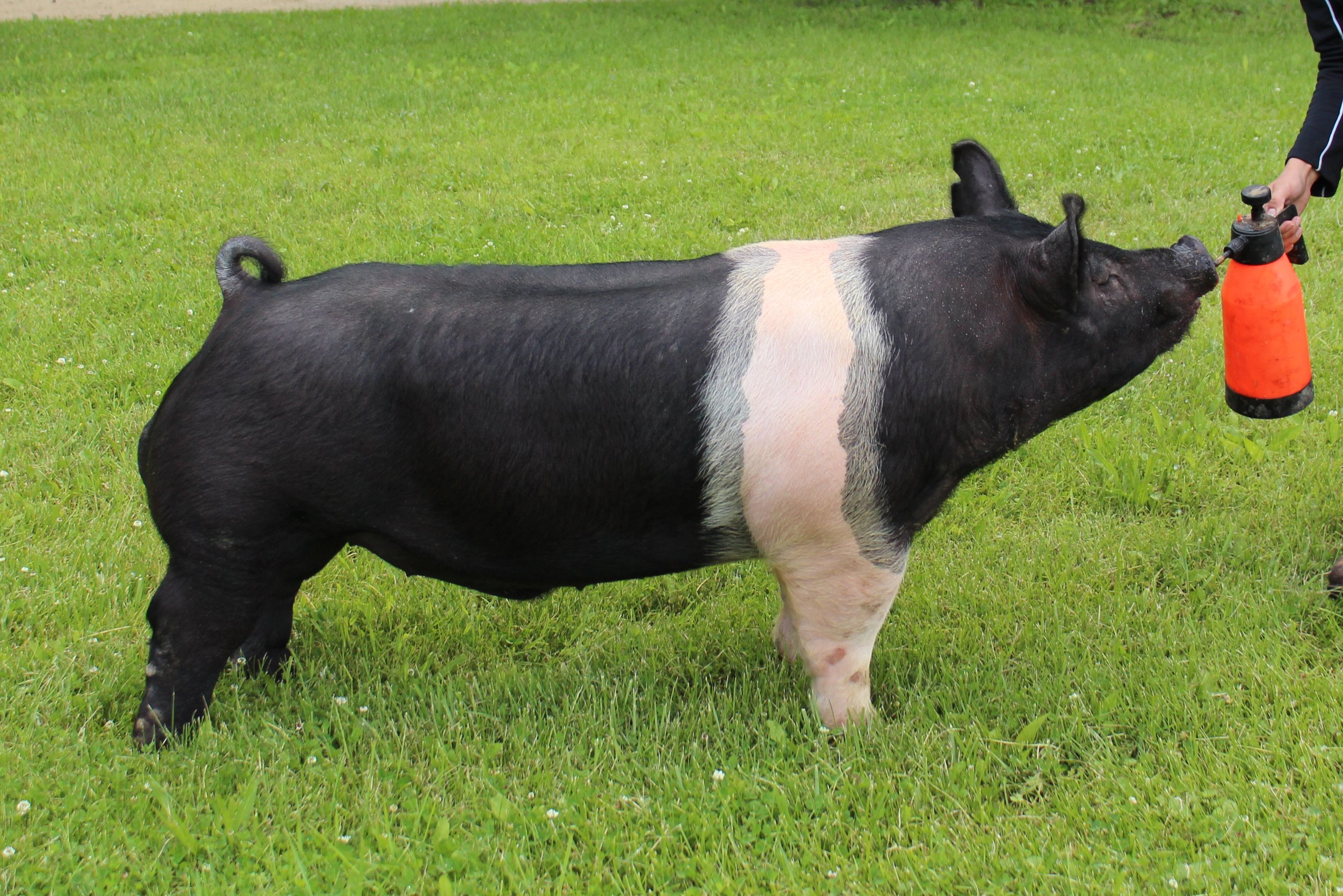 <p><span>- </span>England, imp US 1800s</p><p><span>-&nbsp;</span>High quality carcass with very little waste</p><p><span>-&nbsp;</span>Boar breed</p><p><span>-&nbsp;</span>Black with white band encircling the shoulders including front legs and feet</p><p><span>-&nbsp;</span>Face is longer and straighter than other breeds</p><p><span>-&nbsp;</span>Ears usually erect but can sometime tilt forward</p><p><span>-&nbsp;</span>Good grazers and more lively than other breeds</p><p><span>-&nbsp;</span>Perfected over the last few years, carcass is becoming one of the best</p>