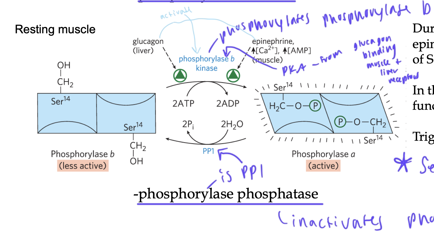 <ul><li><p>phosphorylase can be in a or b form (a is active)</p></li><li><p>phosphorylase b kinase phosphorylates phosphorylase b to make it into a form, which is active (triggering glycogenolysis)</p></li><li><p>PP1 (phosphorylase phosphatase-1) converts phosphorylase a to b form by removing the Ps from a form</p></li><li><p>glucagon from the liver, epinephrine, Ca2+, AMP, PKA all incr the /activate phosphorylase b kinase to incr the conversion of b to a form, making it active</p></li><li><p>the Ser’s of phosphorylase get P’d and unP’d</p></li></ul><p></p>