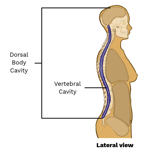 <p>Vertebral Cavity</p>