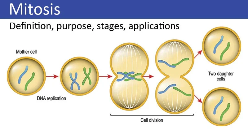 <ul><li><p>Chromosomes replicate and form X shapes during interphase.</p></li><li><p>They align at the equator.</p></li><li><p>Chromatids are pulled apart to opposite sides of the cell.</p></li><li><p>Two nuclei form, and the cell divides.</p></li></ul><p></p>