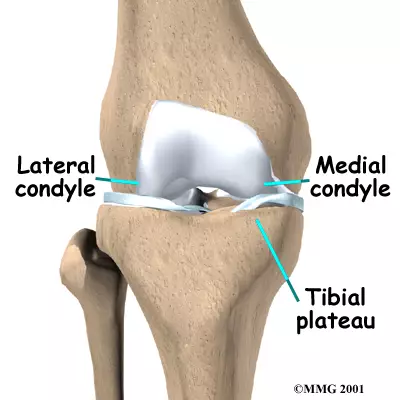 <p>Support weight and form part of the knee joint.</p><p></p>