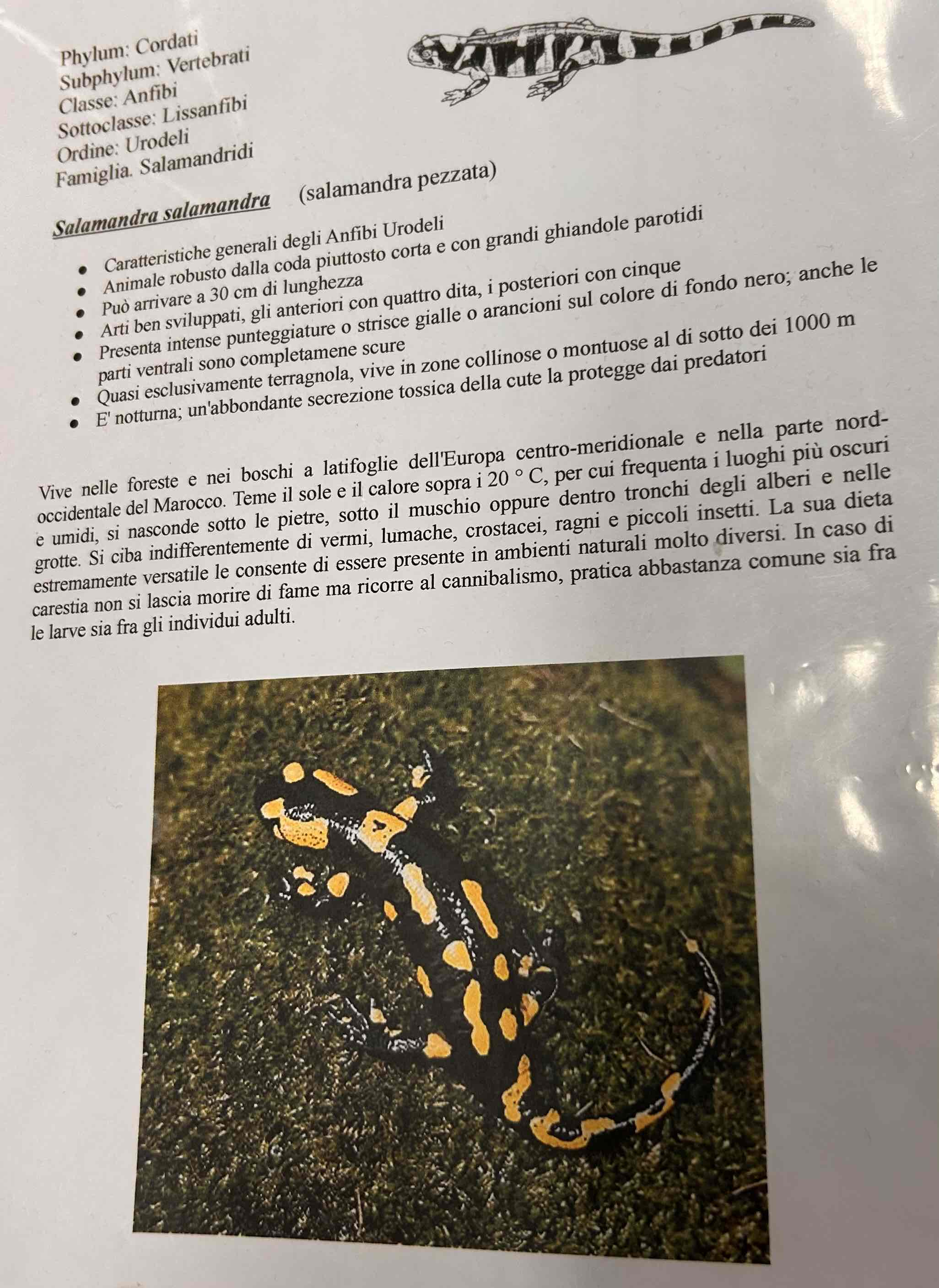 <p>Cordati</p><p>Vertebrati</p><p>Gnatostomi</p><p>Tetrapodi</p><p>Anfibi</p><p>Urodeli</p><p>Salamandra salamandra</p>