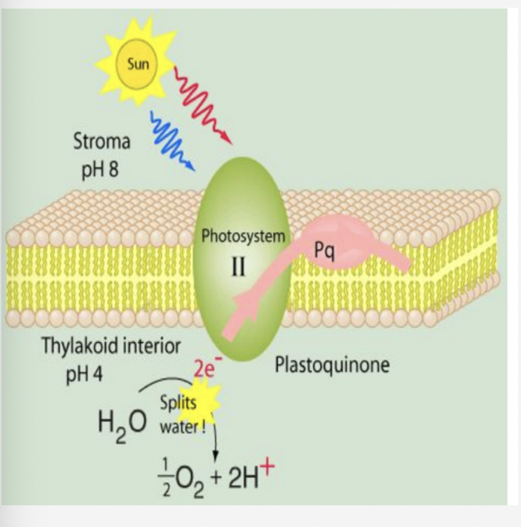 <ul><li><p>light dependent rxns</p></li><li><p>light antenna complex absorbs a photon and transfers it to p680 chlorophyll molecule → excites an electron</p></li><li><p>p680 loses an electron bc it gets positively charged and gets it back from water splitting</p></li><li><p>each water molecule donates 2 electrons so that the process happens twice to produce oxygen</p></li><li><p>acceptor molecules taking p680’s electron passes it to a molecule of PQ</p></li></ul>