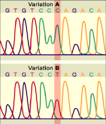 <p><span><span>&nbsp;</span></span>base substitutions e.g. SNPs - single nucleotide polymorphisms</p><p></p>