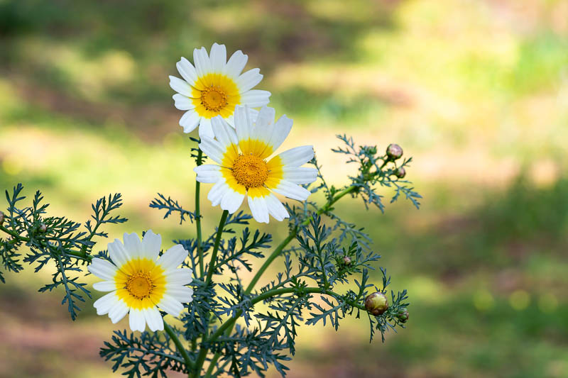 <p>Invasive</p><p>classic Asteraceae flower</p><p>highly dissected leaves, thin wispy spiderwebby look</p><p>notched ray flowers</p>