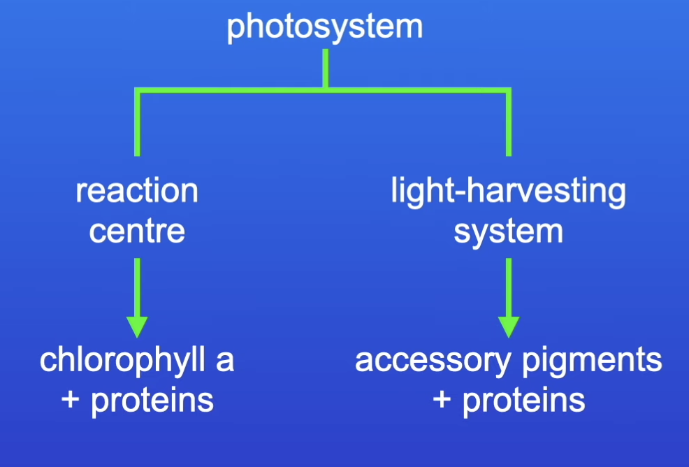 <p>the reaction centre and light harvesting system (i.e. chlorophyll a and proteins surrounded by accessory pigments and proteins)</p>