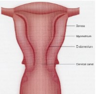 <ul><li><p>Body is pear-shaped</p></li><li><p>Cervix is cylindrical</p></li><li><p>Walls consist of myometrium and endometrium</p></li><li><p>Cervical canal</p><ul><li><p>Entrance for sperm</p></li><li><p>Exit for fetus</p></li></ul></li></ul>